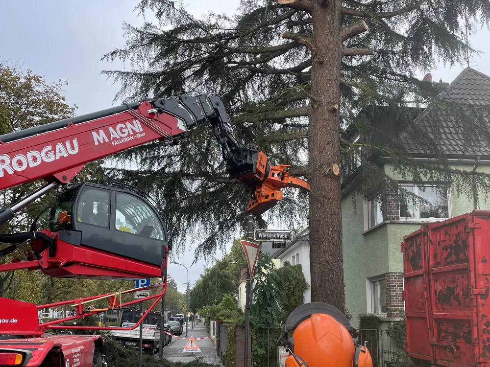 Fällkran mit Greifsäge an einer großen Zeder in einer Wohnstraße
